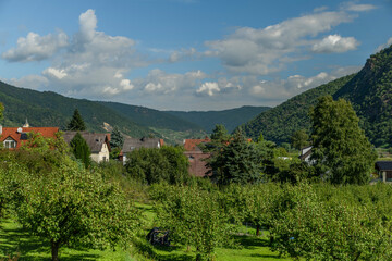 Fototapeta na wymiar Green summer valley of river Donau in Austria hot sunny day