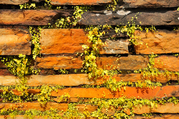 Moss on brick wall in Pirenopolis, a town known for its waterfalls and Portuguese colonial...