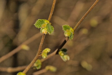 Closeup of the sprouting green leafs of a common hazel tree, selective focus with bokeh background - Corylus avellana