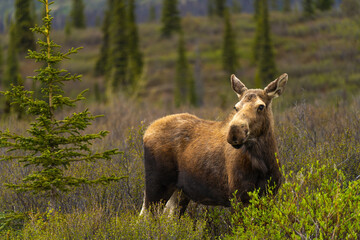 デナリ国立公園にて茂みから現れたムース（メス）