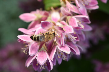 A bee sits on a pink flower.