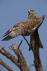 Black kite perched on a tree drying its wings at Qudra lake,  Al Marmoom Desert Conservation Reserve, UAE