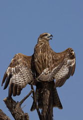 Portrait of a Black kite perched on a tree at Qudra lake,  Al Marmoom Desert Conservation Reserve, UAE