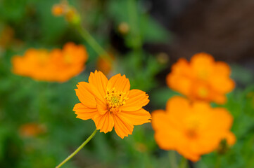 Cosmic orange flower, Cosmos sulphureus, Mauritius