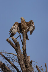 Black kite perched on a tree drying its wings at Qudra lake,  Al Marmoom Desert Conservation...