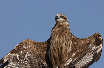 Closeup of a Black kite perched on a tree and bee flying nearby at Qudra lake,  Al Marmoom Desert Conservation Reserve, UAE