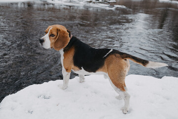 Lovely beagle puppy on coast river, snow at winter. Cute dog on walk on nature