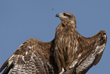 Closeup of a Black kite perched on a tree and bee flying nearby at Qudra lake,  Al Marmoom Desert Conservation Reserve, UAE
