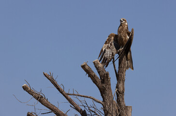 Black kite perched on a tree at Qudra lake,  Al Marmoom Desert Conservation Reserve, UAE