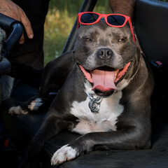 cool Pitbull