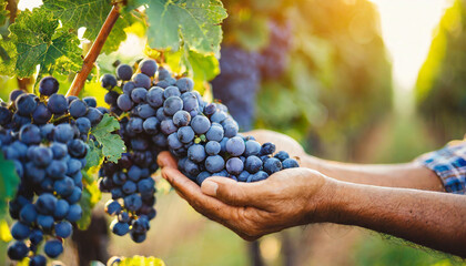farmer hands delicately plucking ripe grapes in the golden glow of sunrise, epitomizing the...