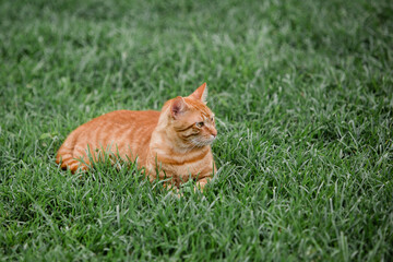 Naklejka na ściany i meble An orange and white striped tabby pet feline cat outside in the grass