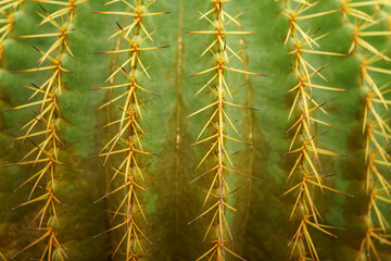 Closeup of green cuctus thorns in garden with copy space using as background wallpaper cover page concept.