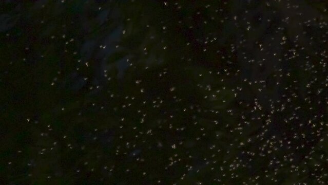 Swarm of Insects on a Black Background. A large number of small midges move chaotically against a dark background