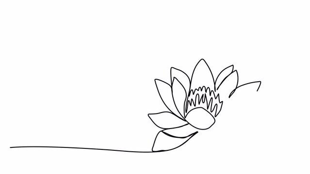 Flower, one line drawing animation, video clip with alpha channel.