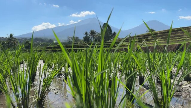 Rice growing in the water at Jatiluwih Rice Terraces in Bali island, Indonesia