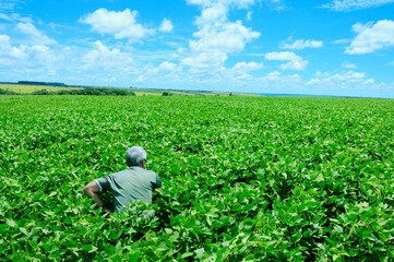 Soybean crop in initial stage of flowering near the Sarandi River. Luziania, Goias, Brazil, February 2016