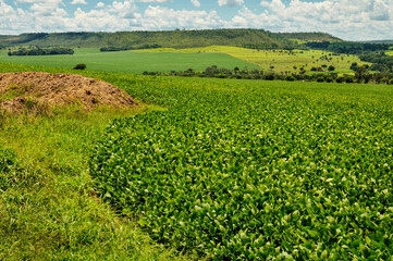 typical midwestern farm with soybeans planted alongside a remnant of native savanna or cerrado...