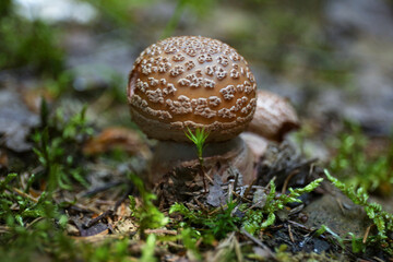 View of mushroom in forest, closeup