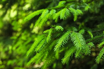 Fir tree branches in forest, closeup