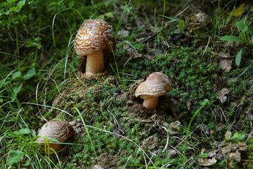 View of mushrooms in forest, closeup
