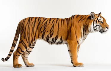 Zelfklevend Fotobehang Side view of a tiger standing, isolated on white background.   © BlazingDesigns