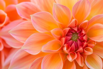 Mesmerizing Closeup Perspective Reveals Vibrant Dahlia Blooms As Captivating Backdrop