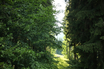 Green trees in forest on summer day