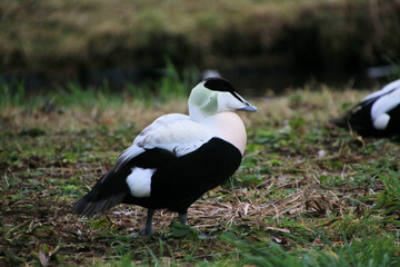 A close up of an Eider Duck