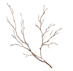 Watercolor illustration fall tree branch without leaves. Brown dry straight twig. Isolated on a white background. For rustic print design or eco friendly packaging. Minimalist style