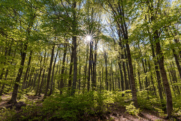 trees in the forest