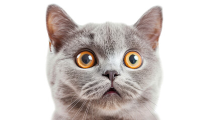 Portrait of a surprised cat, closeup, isolated on transparent background