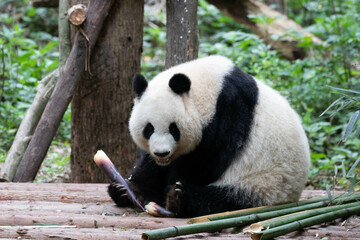 Close up Giant Panda in Chengdu Panda Base, China
