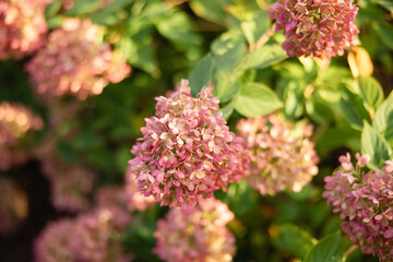 A blooming bush of pink hydrangeas in the spring or summer