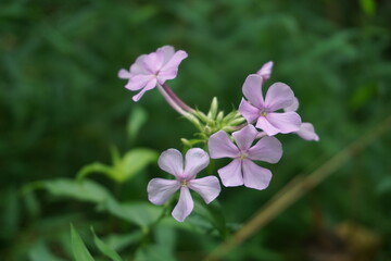 Hoher Stauden-Phlox Bl&uuml;ten
