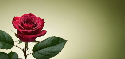 a single red rose with green leaves in front of a light green background with a white spot in the middle of the image.