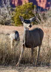 Mule Deer at Caprock Canyons State Park, Texas