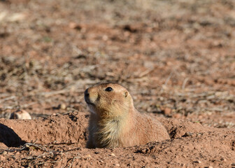 Prairie Dog at Caprock Canyons State Park, Texas
