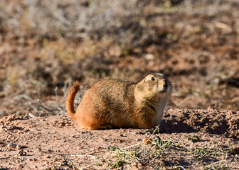 Prairie Dog at Caprock Canyons State Park, Texas