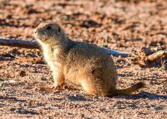 Prairie Dog at Caprock Canyons State Park, Texas