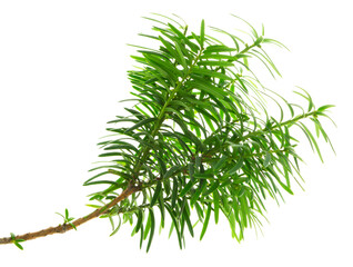 Yew. Bright young branches of a green bush close-up. Yew branches with fresh green leaves. English yew, European yew. png