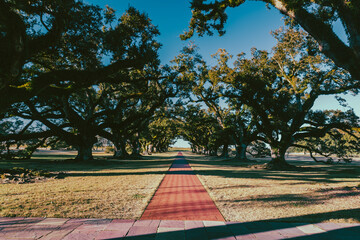 Evening at the Oak Alley Plantation