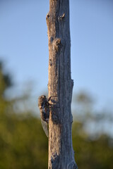 woodpecker on a tree