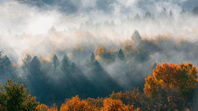 mist in the forest