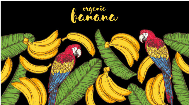 Ripe banana, parrot bird and banana leaves frame. Hand drawn vector illustration. Tropical fruit. Packaging design, menu design, juice packaging. Banana frame.