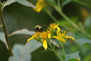 Biene auf einer Blüte