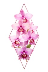 Orchid triangle isolated on white background