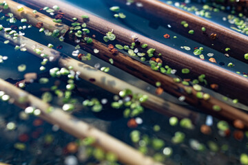 stems of water reed among duckweeds - obrazy, fototapety, plakaty