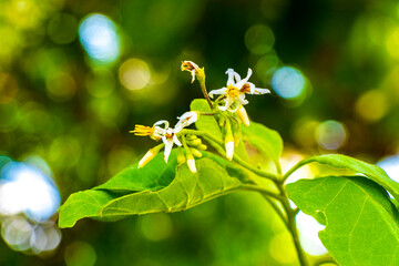 White yellow flowers and plants tropical Caribbean jungle nature Mexico.