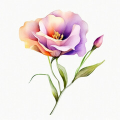 eustoma flower on a white background, watercolor drawing